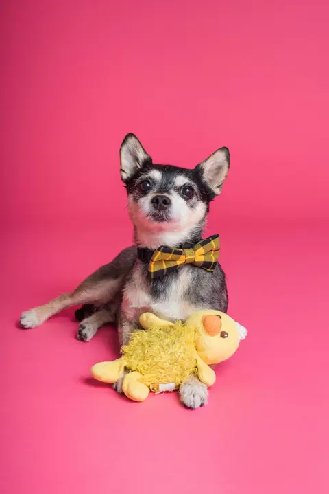 Chihuahua in a bow tie beside a yellow toy